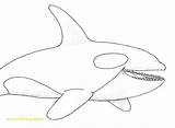 Orca Whale Futurama Davemelillo sketch template