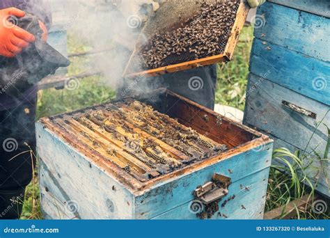 bijenkorf stock foto image  bijenwas bezig nesten
