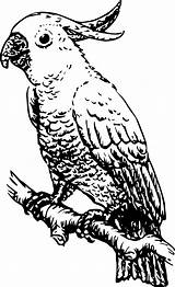 Parrot Cockatoo sketch template