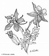 Columbine Flower Colorado Coloring Drawing Blue Tattoo Sketch Drawings Sketches Google Search Flowers 65kb 667px Getdrawings Paintingvalley sketch template