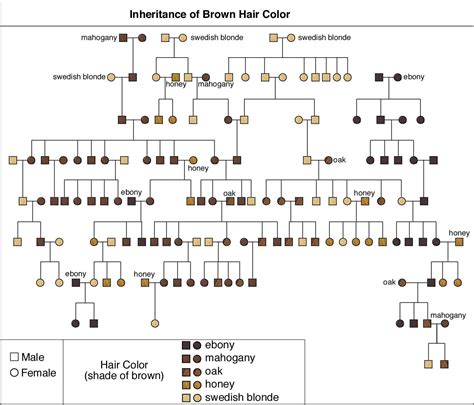 hair color genetics calculator great inspiration