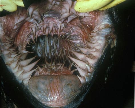 inside the mouth of a leatherback turtle natureismetal