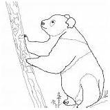Coloring Panda Tree Climb Giant Try sketch template