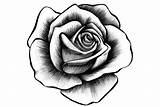 Rose Drawing Tattoo Hand Drawn Youworkforthem Realistic Flower Ink Drawings Designs sketch template