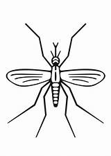 Mosquito Zanzara Dengue Moskito Malvorlage Moustique Kleurplaat Mosquitos Educima Animados Schulbilder Herunterladen Téléchargez sketch template