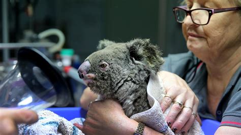 Buschbrände Koalas Können Nicht Schnell Genug Fliehen Zeit Online