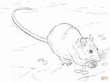 Rat Coloring Pages Brown Drawing Getdrawings Rats Printable Kangaroo sketch template