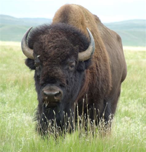 native sun news company raises buffalo  eye  traditions