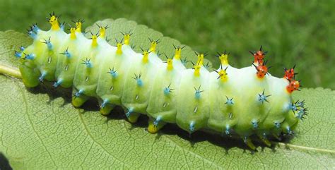 photo green caterpillar calm caterpillar creep