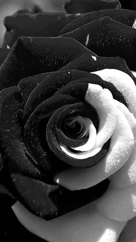 top  rose images black  white amazing collection rose images