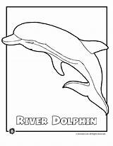 Endangered Dolphin sketch template