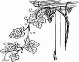 Grape Vines Vine Drawing Grapevine Clip Grapes Trellis Choose Board Wall Leaf sketch template