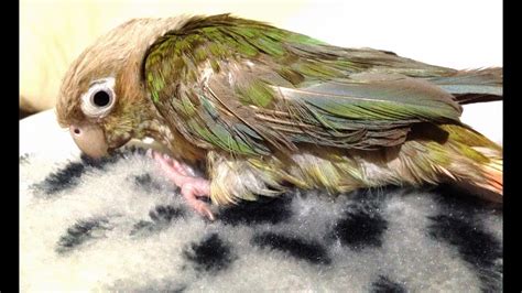 parrot falls  somersaulting parrot cute green cheek conure funny tame parakeet cuddles