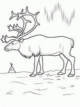 Tundra Hirsch Malvorlage Reindeer Malvorlagen Getcolorings Coloringbay Ecosystem Collegesportsmatchups sketch template