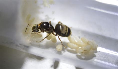 lasius niger  queen ant black garden ant antlab