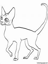 Rex Devon Coloring Designlooter Cat sketch template