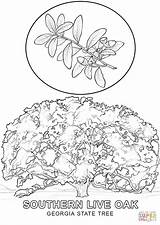 Georgia Tree State Coloring Pages Printable Drawing Maryland Rhode Island Color Flag Getcolorings Supercoloring Leaf Hawaii Choose Board Greatest Beautiful sketch template