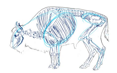 bison anatomy sketch  anmed  deviantart