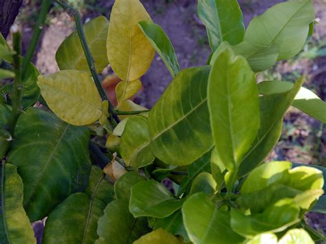 leaves curling   orange  lemon trees
