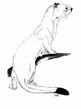 Ermine Coloring Pages Animal Color Animals Print Back sketch template