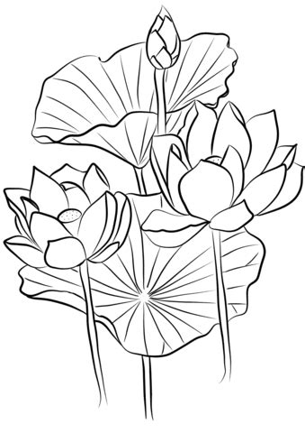 coloring pages lotus flower coloring pages
