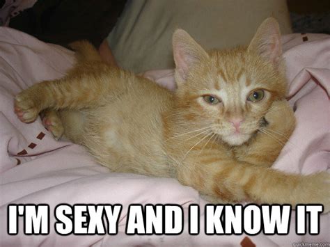 sexy cat knows hes sexy memes quickmeme