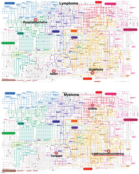 metabolic pathway map  humans  show    affected