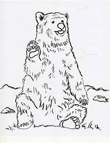 Bear Coloring Grizzly sketch template
