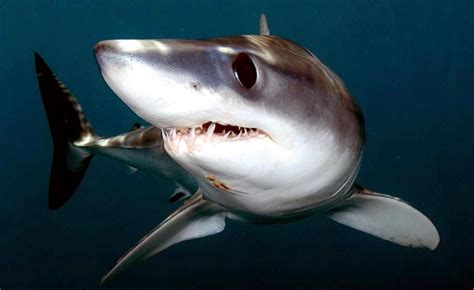 shortfin mako shark ocean treasures memorial library