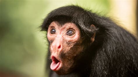 funny monkey face  wallpaper teahubio