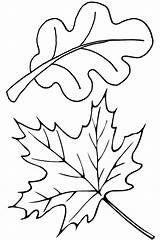 Leaves Coloring Pages Autumn Fall Leaf Oak Color Maple Thanksgiving Template Drawing Clip Printable Kids Print Colorluna Kidsplaycolor Getdrawings Getcolorings sketch template