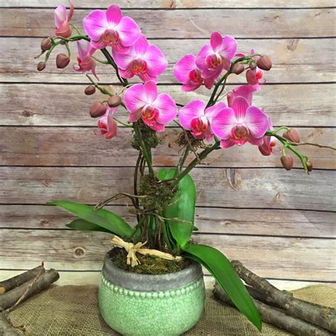 Dwarf Mini Phalaenopsis Orchid In New York Ny Flowers