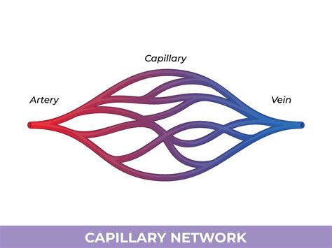 capillary network smallest blood vessels  convey blood