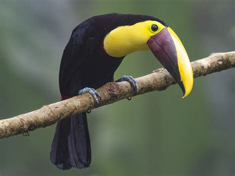 yellow throated toucan ebird