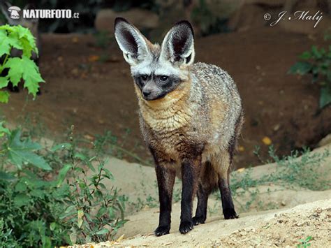 bat eared fox  bat eared fox images nature wildlife pictures
