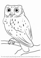 Owl Draw Screech Drawing Western Step Owls Drawings Easy Clipart Burrowing Tawny Bird Tutorials Outline Drawingtutorials101 Getdrawings Simple Pencil Kids sketch template