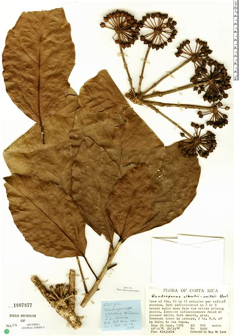 dendropanax globosus herbario rapid reference  field museum