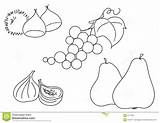 Chestnut Coloring Chestnuts Fig Grape Bw Pears 1300 54kb sketch template