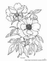 Peony Adult sketch template