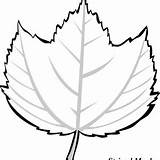 Maple Leaf Coloring Striped Sugar sketch template