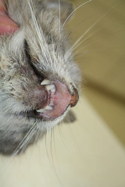Rodent Rodent Ulcer Cat