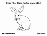Jackrabbit Diagram Coloring Tailed sketch template