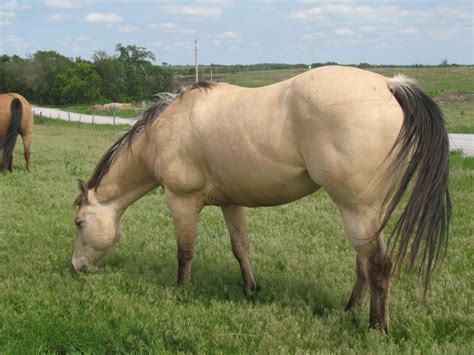 quarter horse horses  sale portland