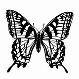 Mariposas Para Mariposa Colorear Dibujo Coloring Animales Gif Pdf Coloringhome sketch template