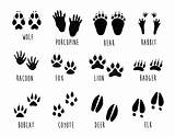 Animal Footprints Tracks Printable Mountain Footprint Animals Print Woodland Room Prints Paw Foot Details Forest Kids Notjustahousewife Bear Stacy Risenmay sketch template