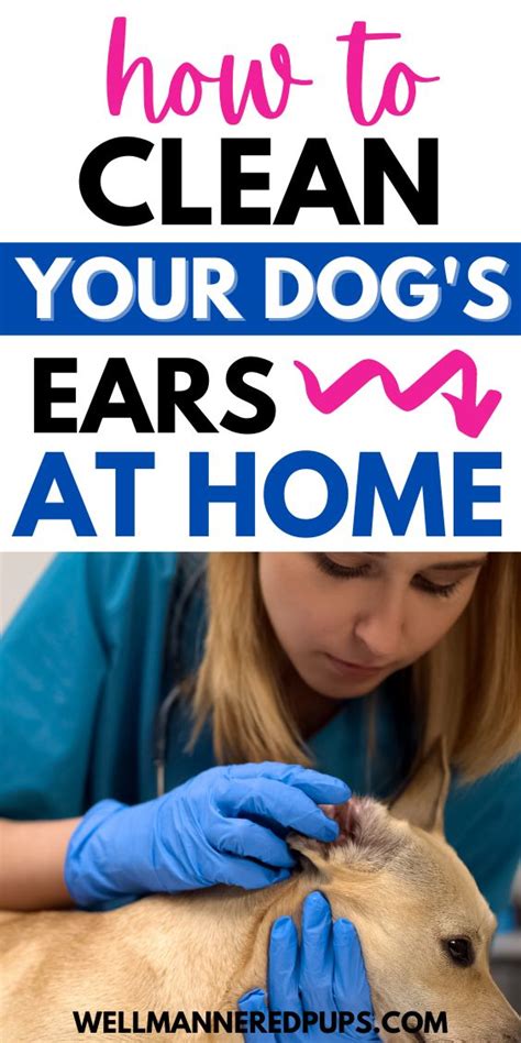 clean  dogs ears puppy care cleaning dogs ears dog ear