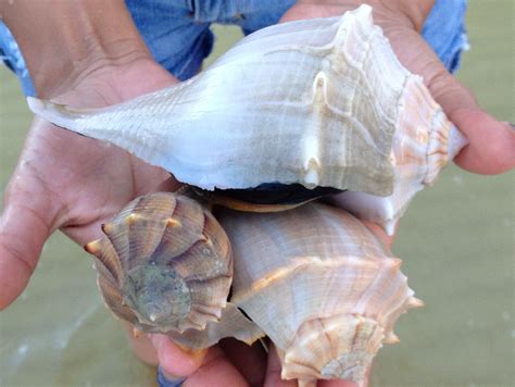 shells  sanibel island sanibel sanibel island shells