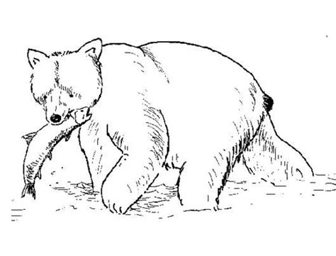 grizzly bear coloring pages coloring page bears pinterest bears