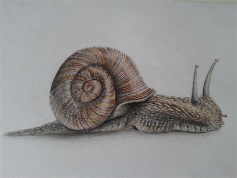 snail drawing   snail drawing png images  cliparts  clipart library