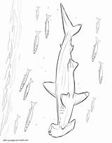 Coloring Pages Hammerhead Shark Animals Sea Printable sketch template